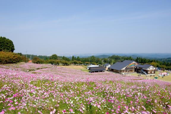 Cosmos Flowers at Tonami Yumenotaira(5)