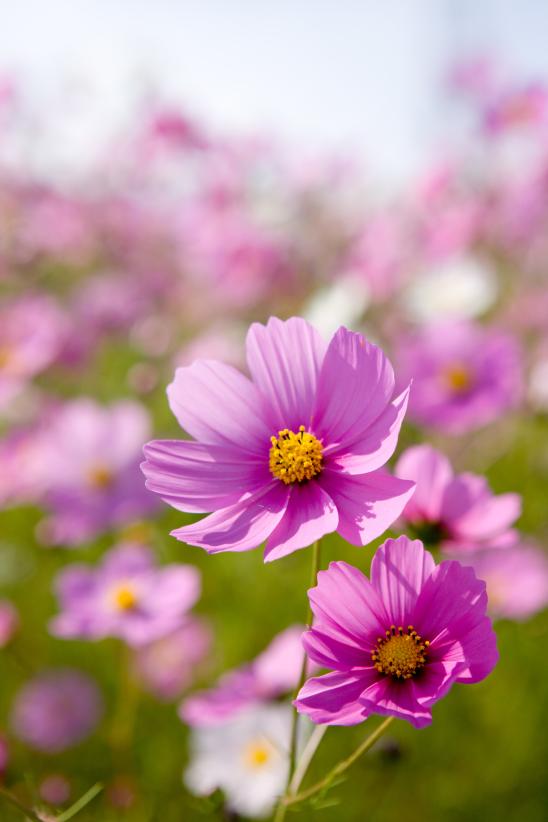 Cosmos Flowers at Tonami Yumenotaira(14)