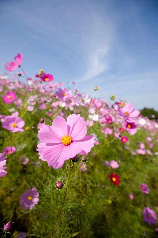 Cosmos Flowers at Tonami Yumenotaira(16)