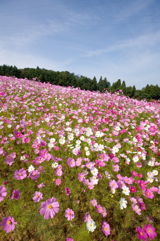 Cosmos Flowers at Tonami Yumenotaira(1)