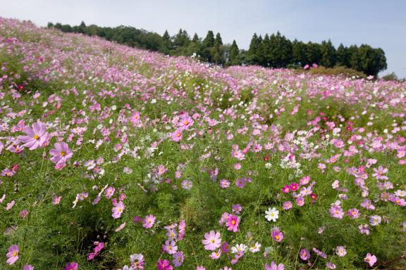 Cosmos Flowers at Tonami Yumenotaira(18)