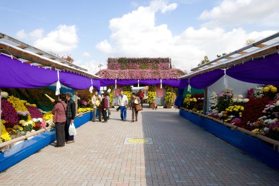 Nanto Chrysanthemum Festival(3)