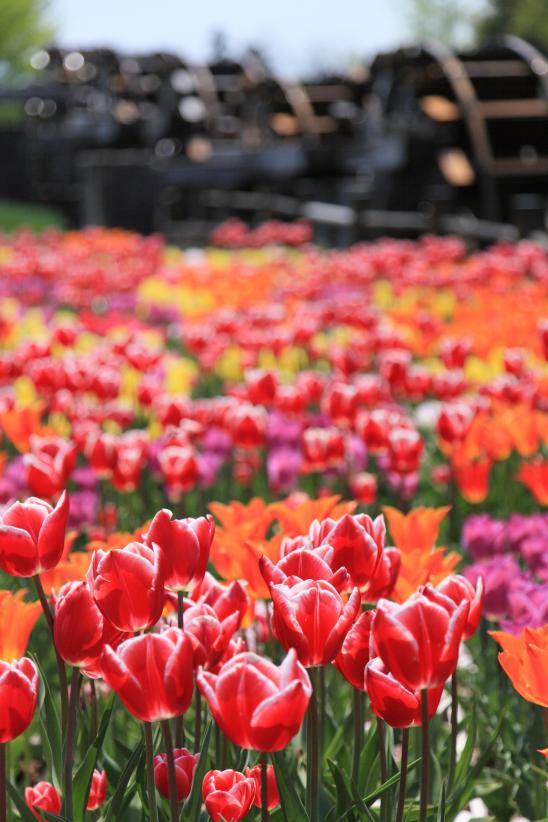 Tonami Tulip Fair(8)