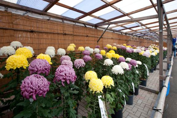 Nanto Chrysanthemum Festival(8)