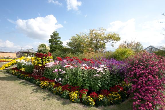 Nanto Chrysanthemum Festival(21)
