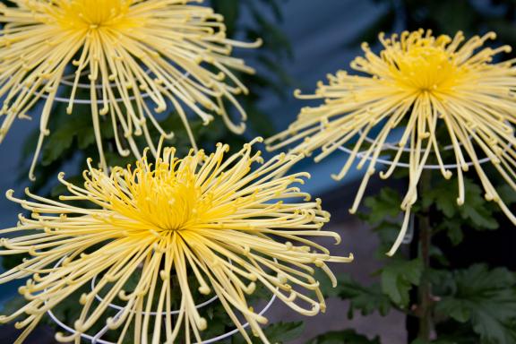 Nanto Chrysanthemum Festival(29)