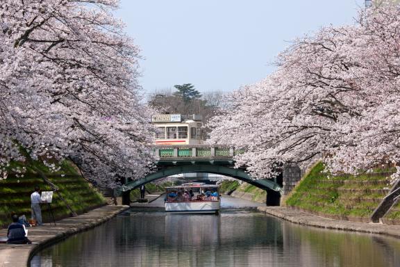 Cherry blossom in Matsukawa River(13)
