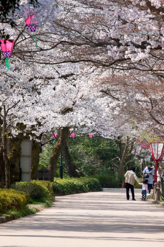 cherry blossom at Takaoka Kojo Park(4)