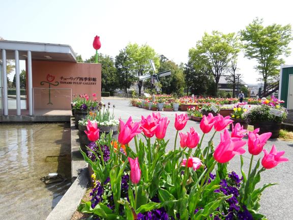 Tonami Tulip Gallery(2)