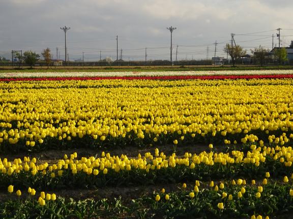 Tonami Tulip Fair(50)