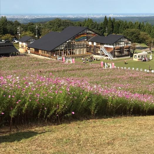 Cosmos Flowers at Tonami Yumenotaira(21)