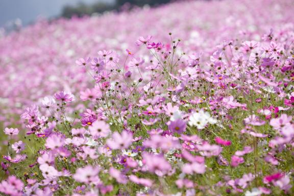 Cosmos Flowers at Tonami Yumenotaira(4)