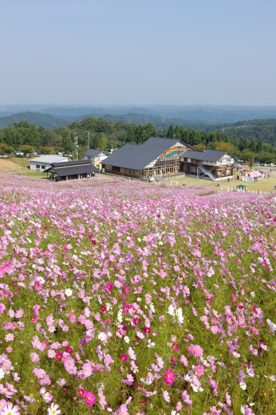 Cosmos Flowers at Tonami Yumenotaira(6)