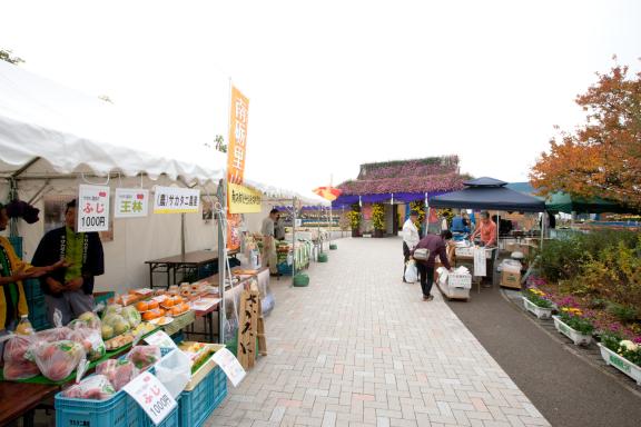 Nanto Chrysanthemum Festival(1)