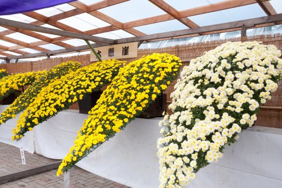 Nanto Chrysanthemum Festival(9)