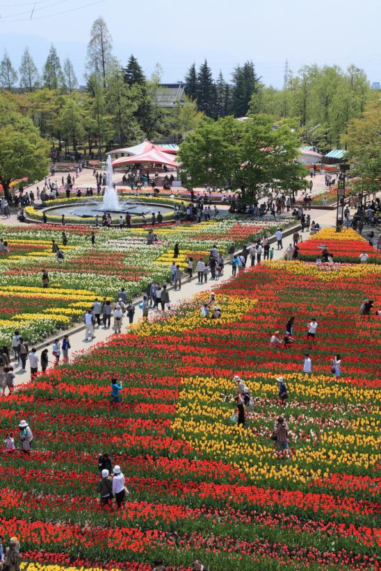 Tonami Tulip Fair(10)