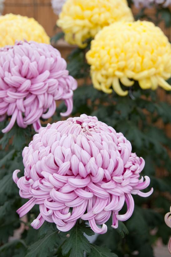 Nanto Chrysanthemum Festival(26)